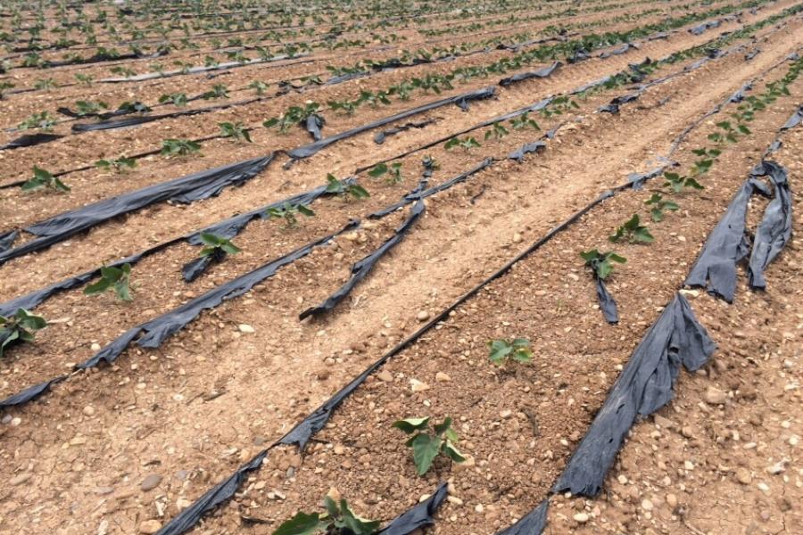 Plastic being used to grow a crop