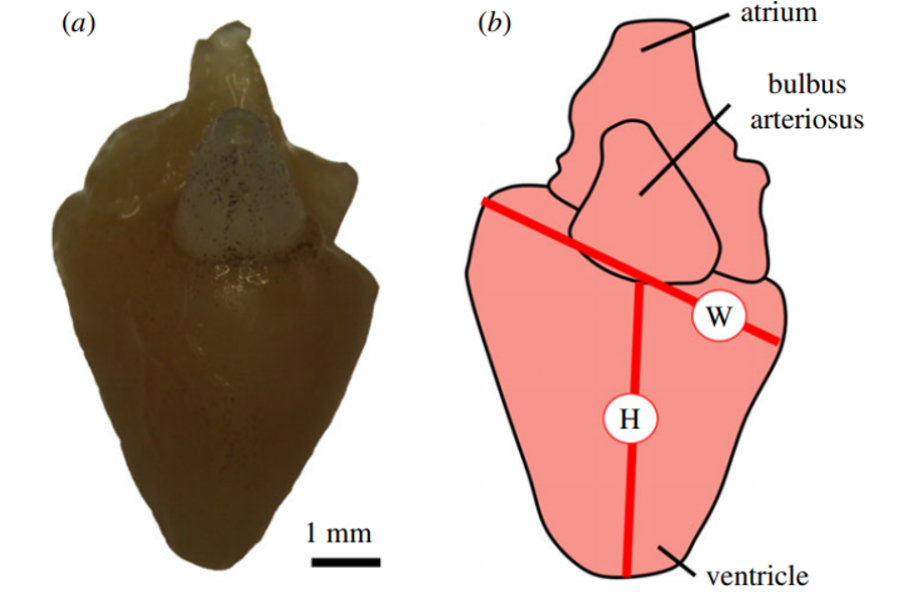 Diagram showing cross-section of salmon heart