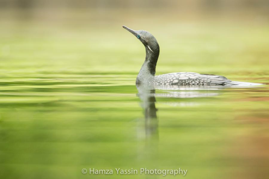One of Hamza Yassin's incredible wildlife images