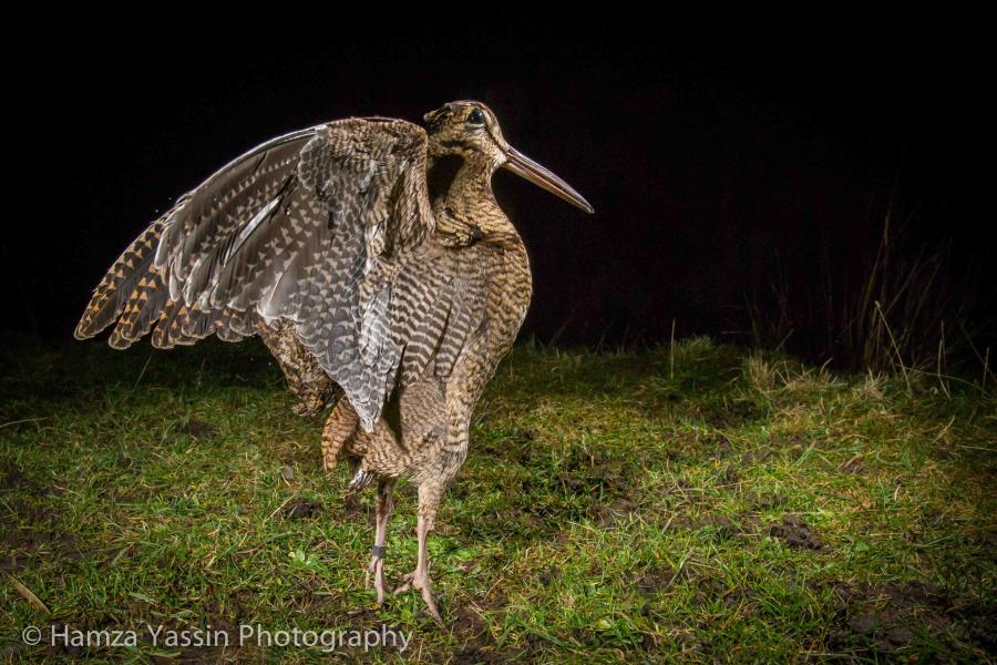 One of Hamza Yassin's incredible wildlife images