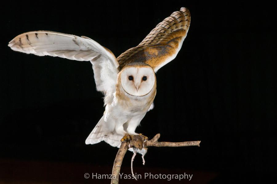 One of Hamza Yassin's incredible wildlife images