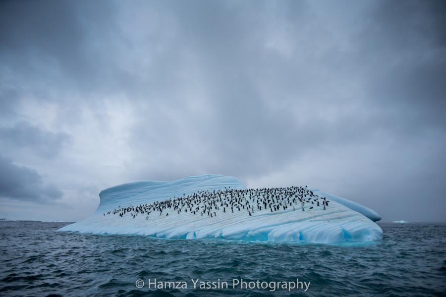 One of Hamza Yassin's incredible wildlife images