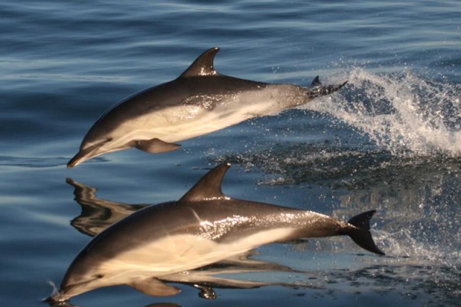 dolphins leaping out of sea