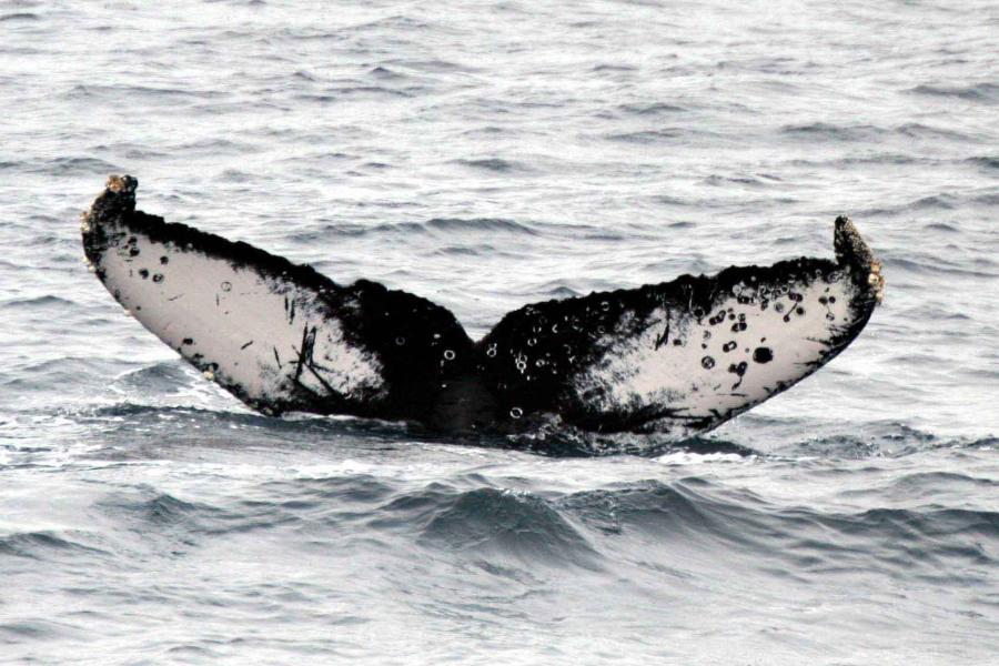 A whale tail above the sea
