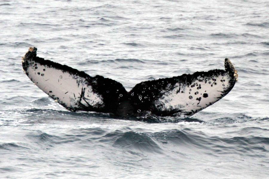  A whale tail above the sea