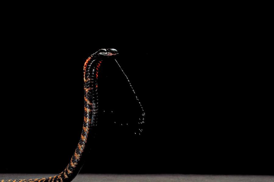 A Spitting Cobra rising up and spitting