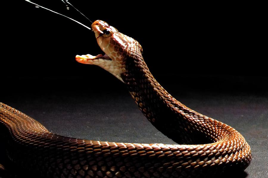 A spitting cobra spitting