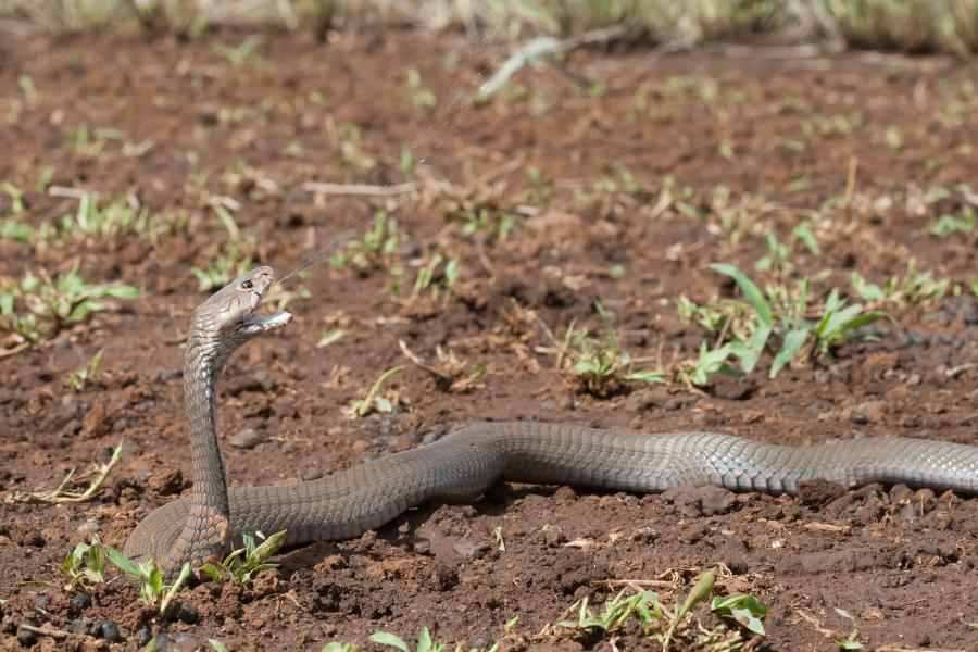 Spitting Cobra rearing up against soil background