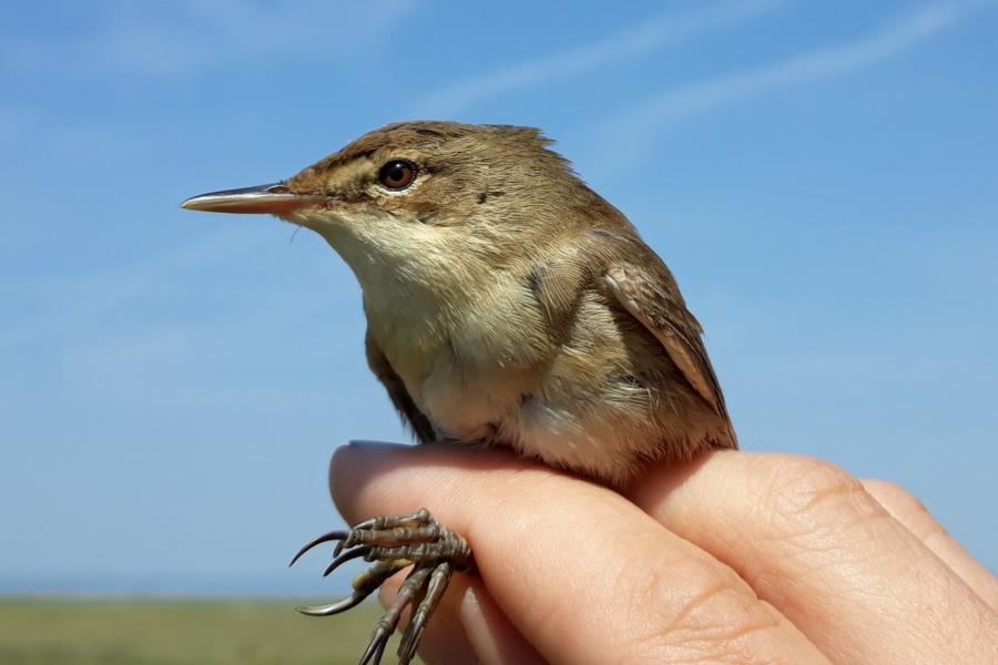 a Reed warbler in the hand.