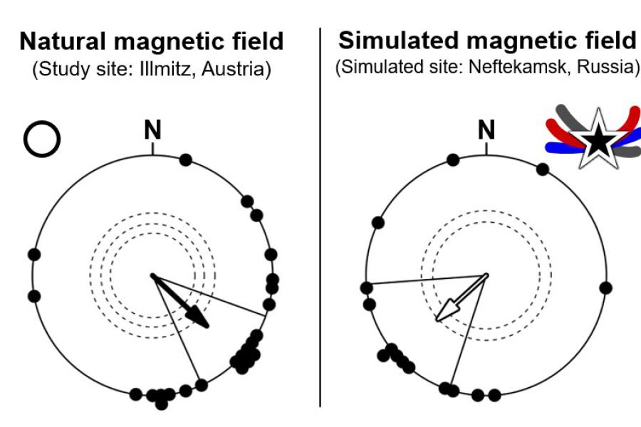  two circular diagrams showing natural and simulated magnetic fields and orientation of birds