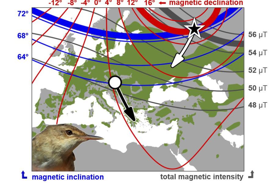 Map showing Reed warbler migration and magnetic declination