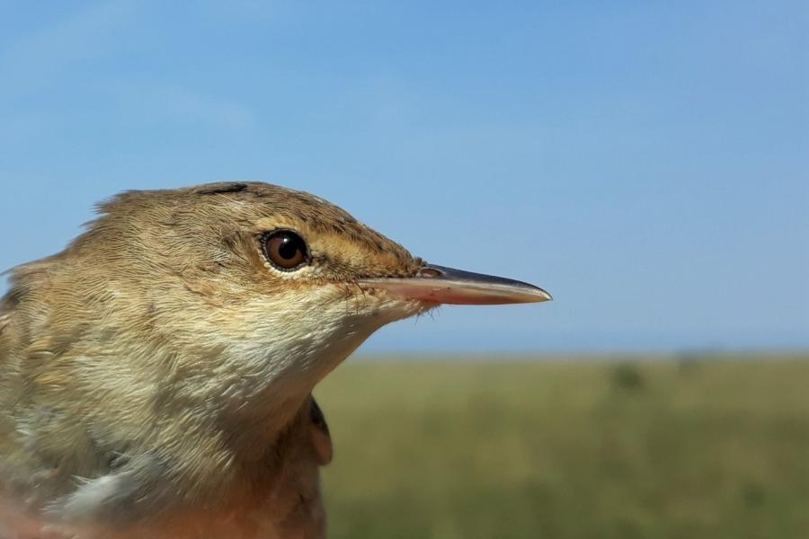 Eurasian reed warbler head