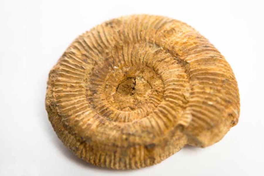 Ammonite