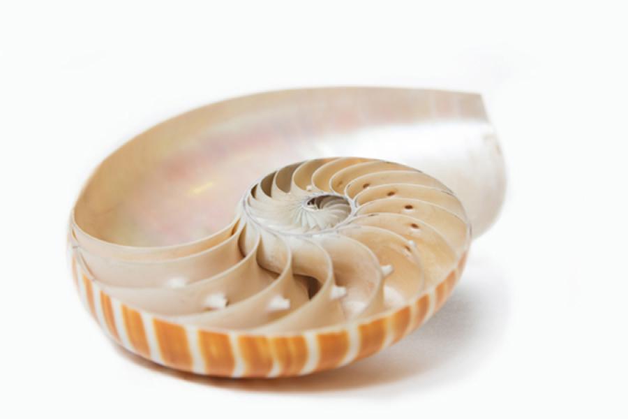 Nautilus Shell