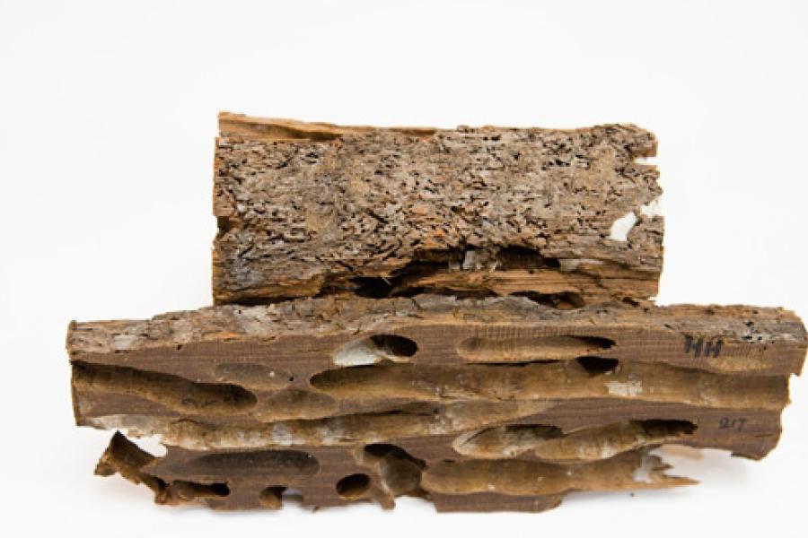 Shipworm