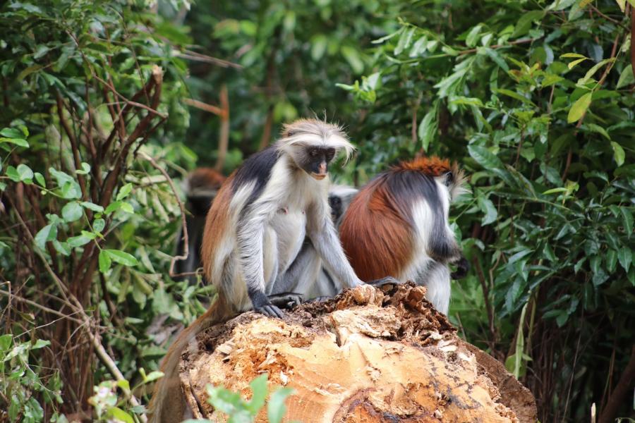 Two monkeys on a tree stump