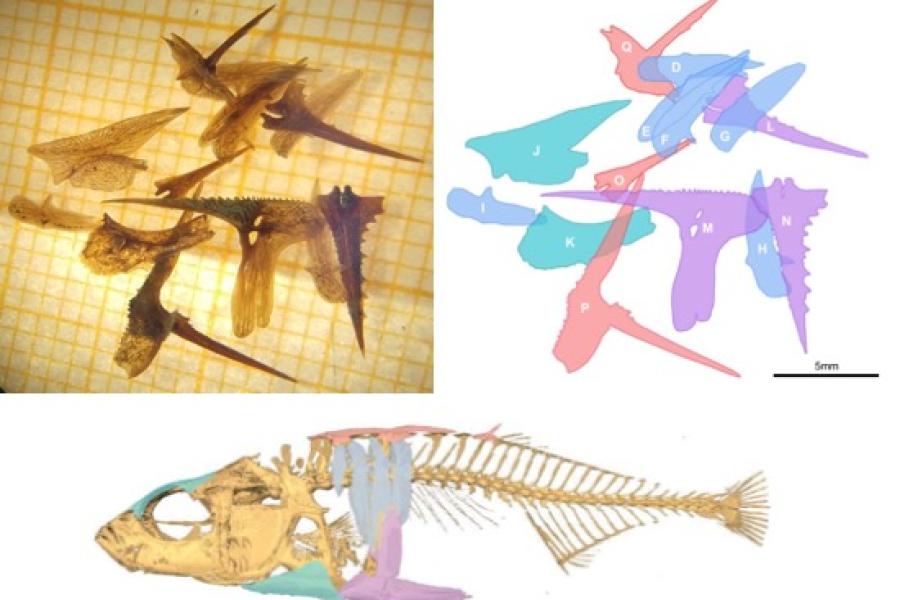 image of bones, a diagram bones and a diagram of how they would have fitted in the skeleton