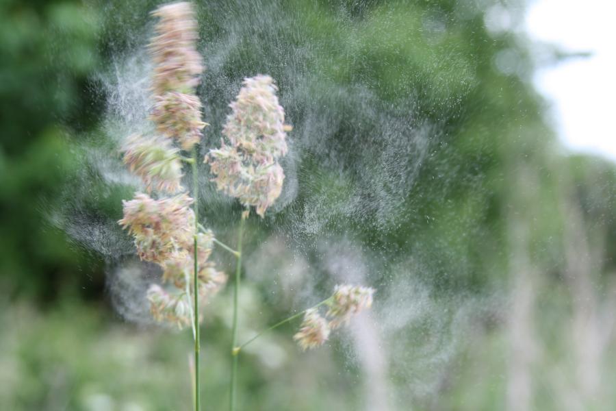 A head of grass releases its pollen