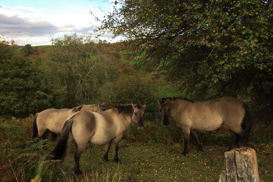 three horses eating crab apples. 