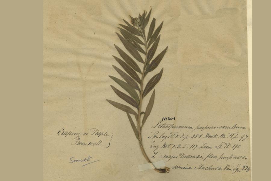 Herbarium Collection