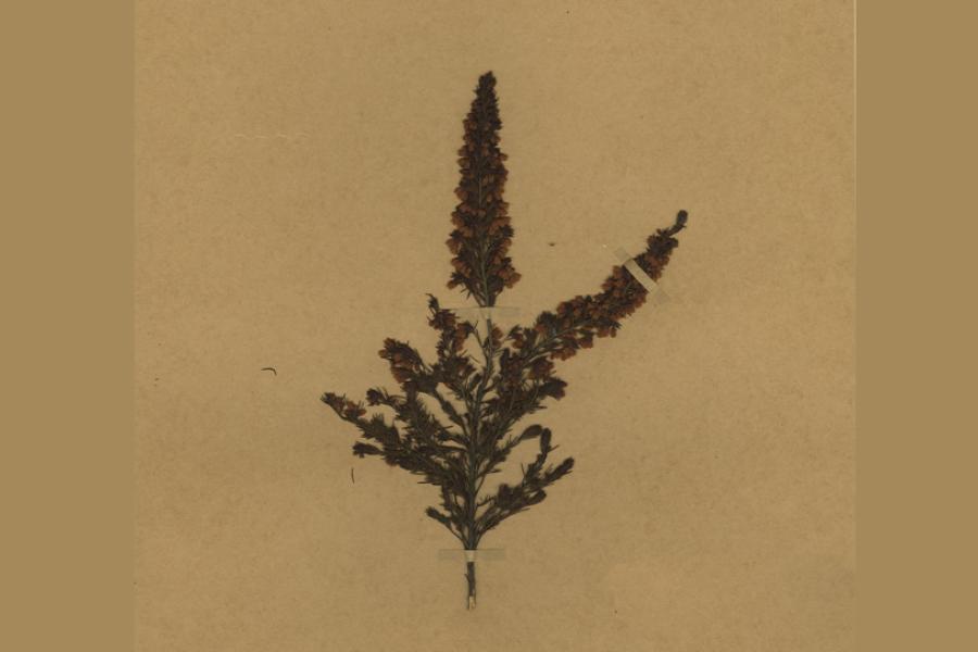 Herbarium Collection