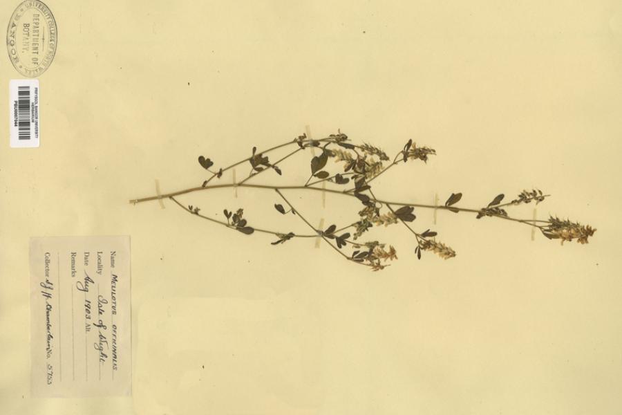 Herbarium Collection
