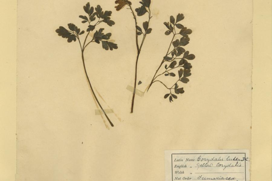 Herbarium Collection