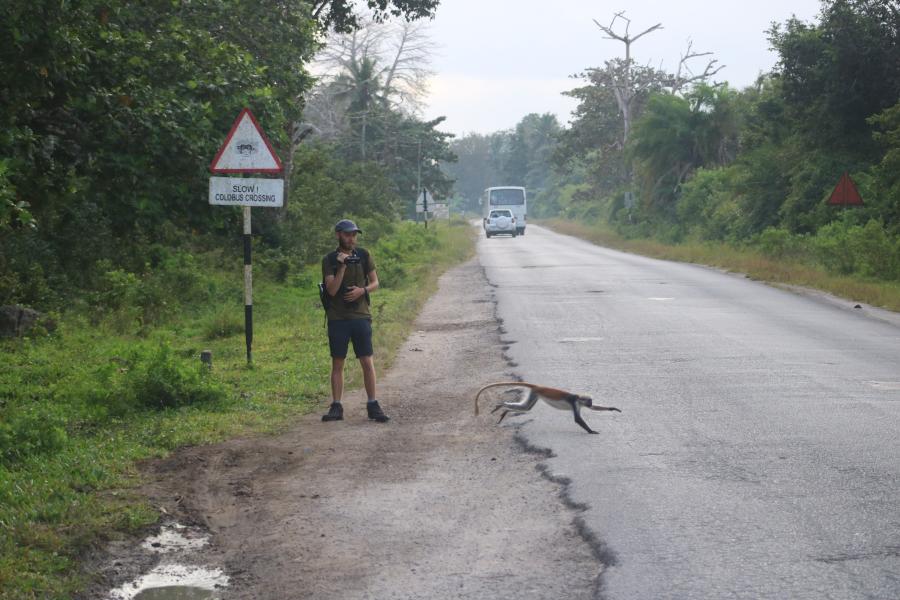 Male stands at side of road with video camera as monkey dashes across road.