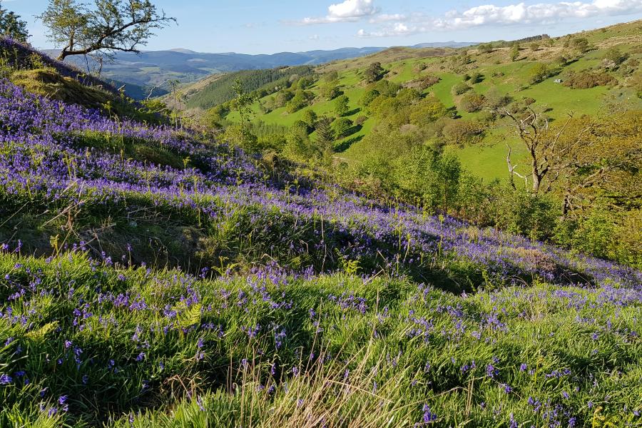 A slope of bluebells