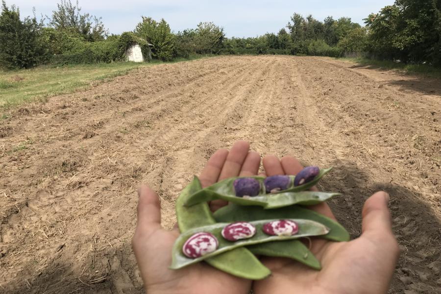 A hand holds beans in their pods in the foreground, in the background is the bare earth of a ploughed field.