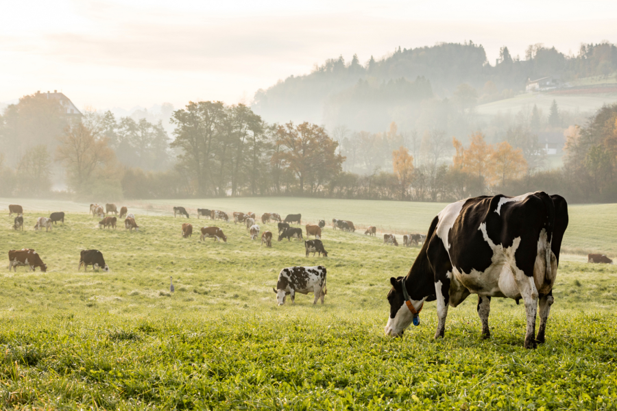 Cows grazing