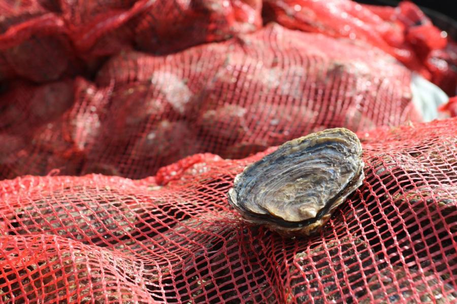 An oyster sits on a  red netting sack of oysters