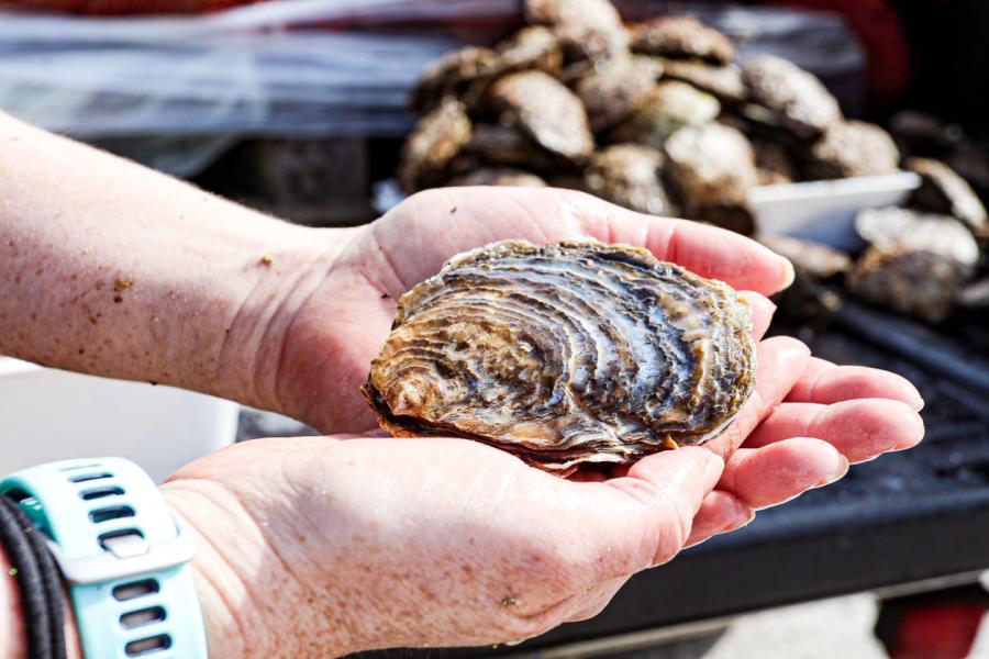 Two hands hold a large oyster