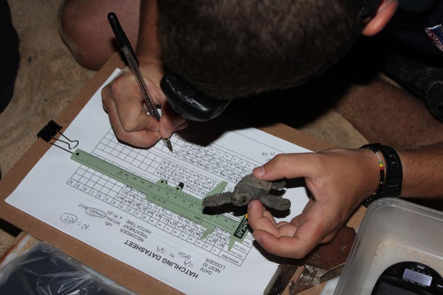 Person seen from above holding turtle hatchling and filling in a turtle hatchling data sheet with biro in hand.