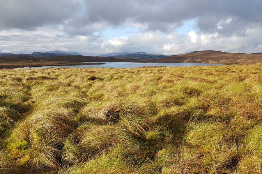 Yellowing grassy humocks in front of a lake and hills suggest upland peatlands.