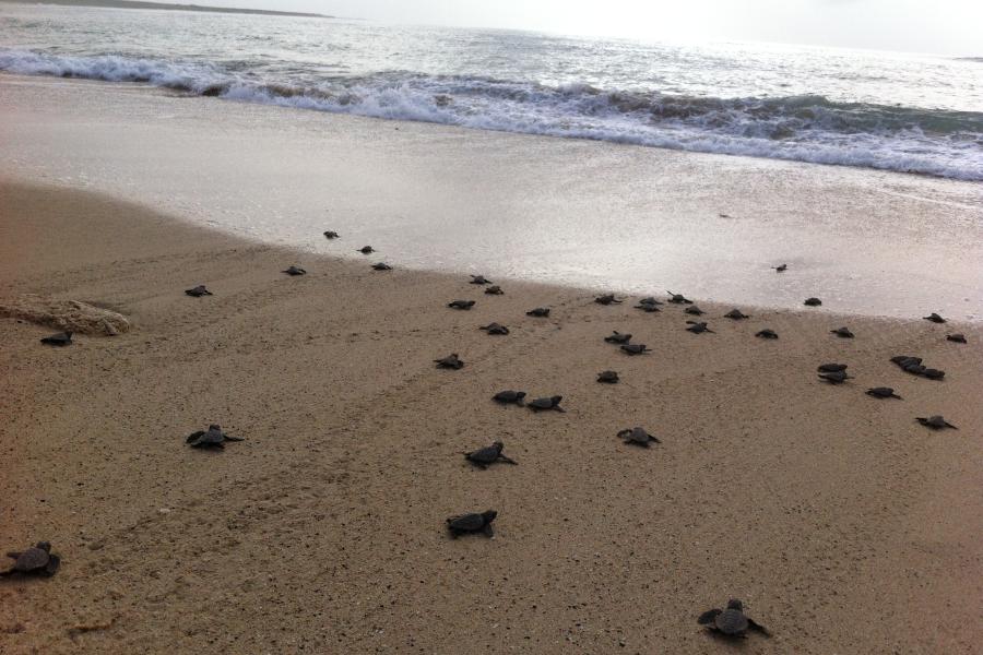 lots of small turtles approaching the waves at the water's edge.