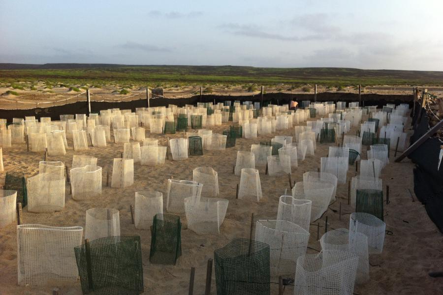 conical plastic markers marking incubation sites.