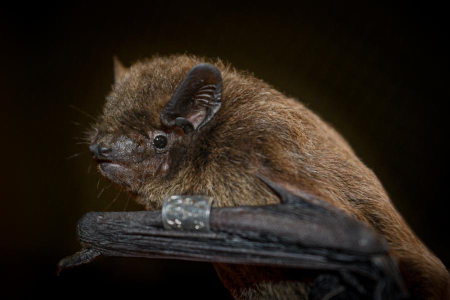 A bat rests in fromt of dark background