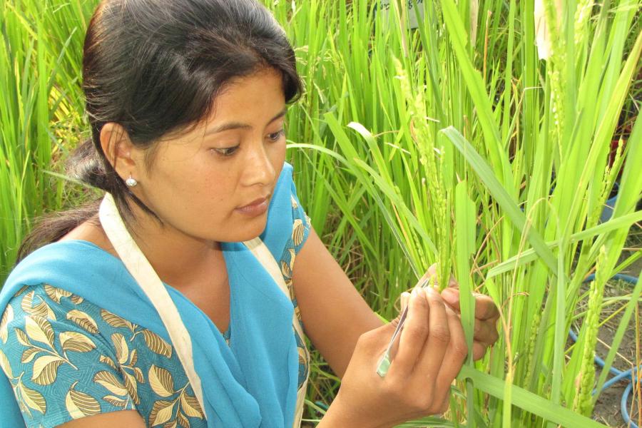 Rice Fields Impact Case Study REF 2021