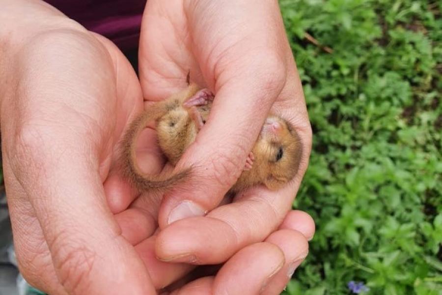 hands hodling a dormouse