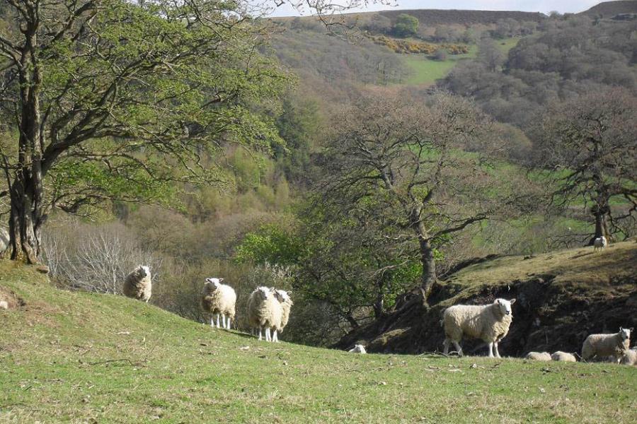 sheep in a hilly landscape