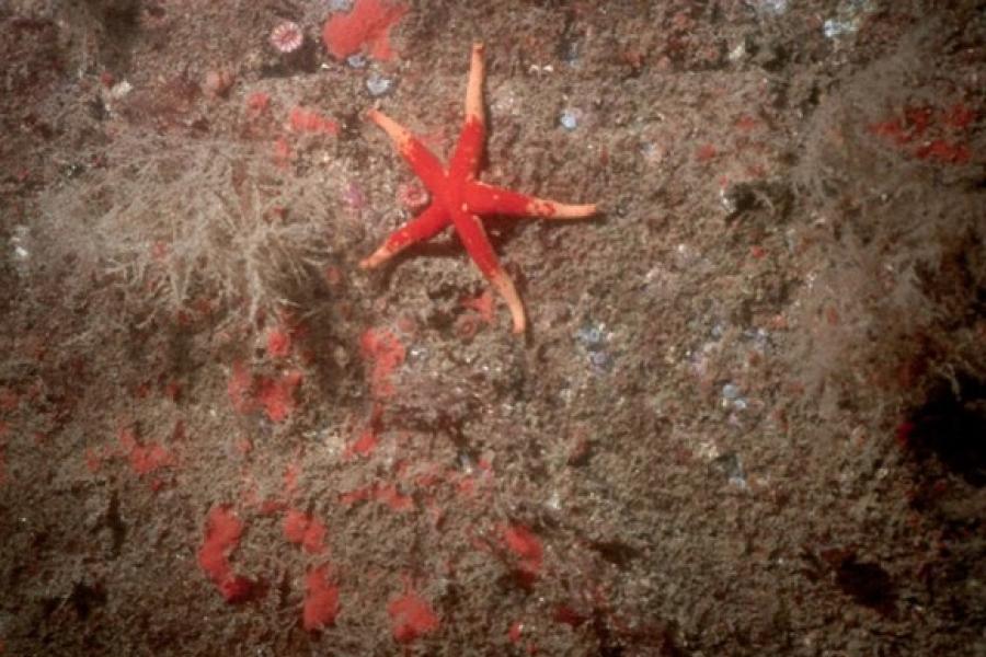 A red starfish on the seabed