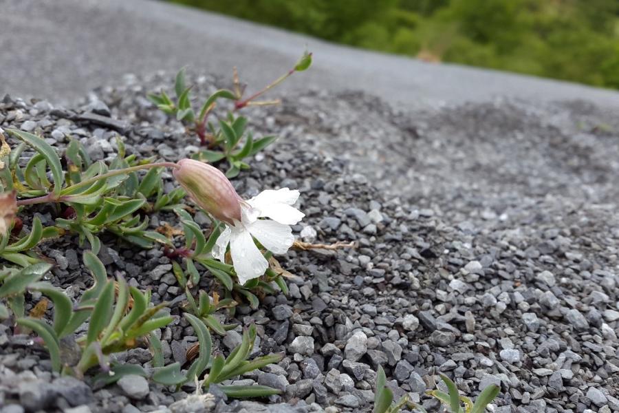 One single white sea campion bloom against grey grit background