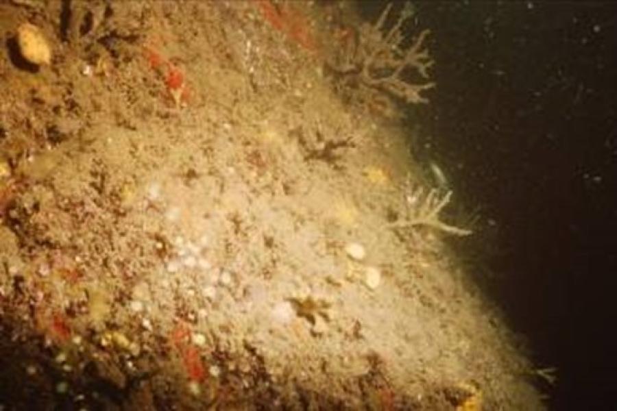 Underwater view of cliff showing some growth