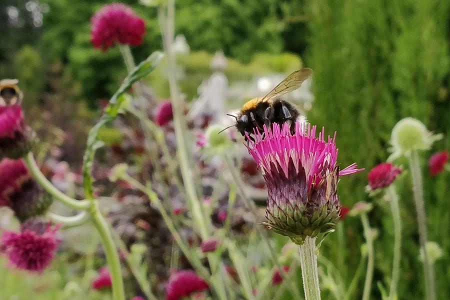 A bumble bee on thistle flowers