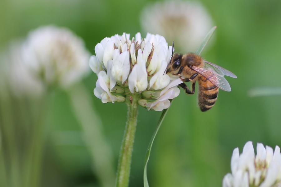 A honey bee on clover