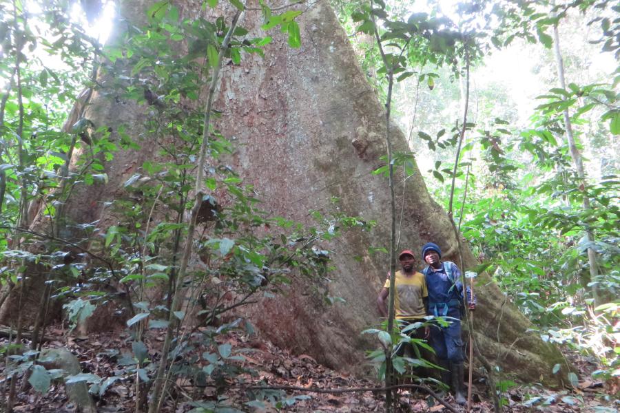 Two people are dwarfed by an enormous tree trunk