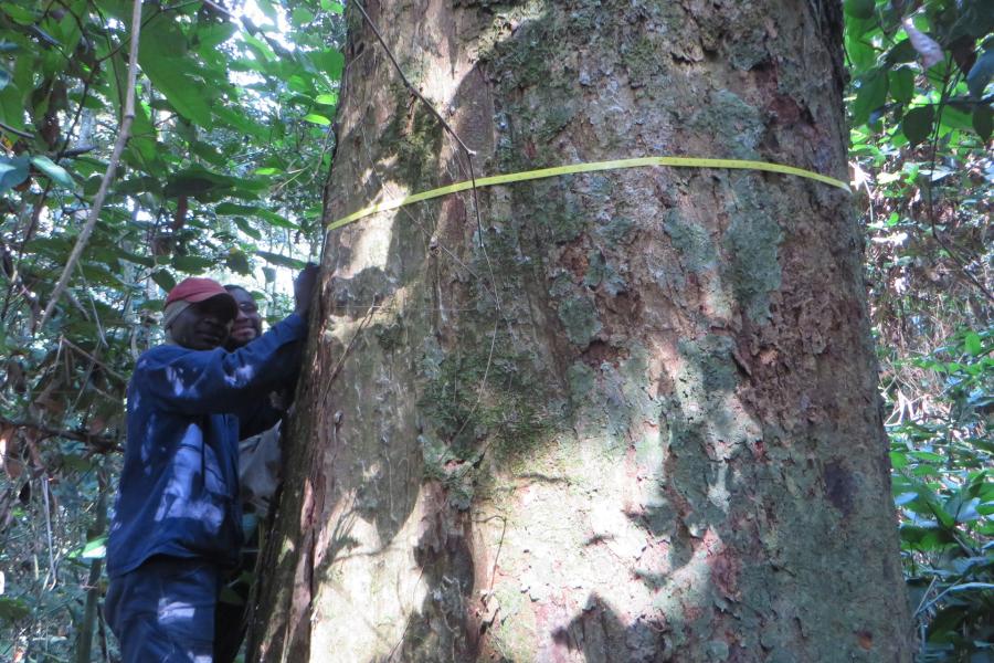 Measuring a very large African tree
