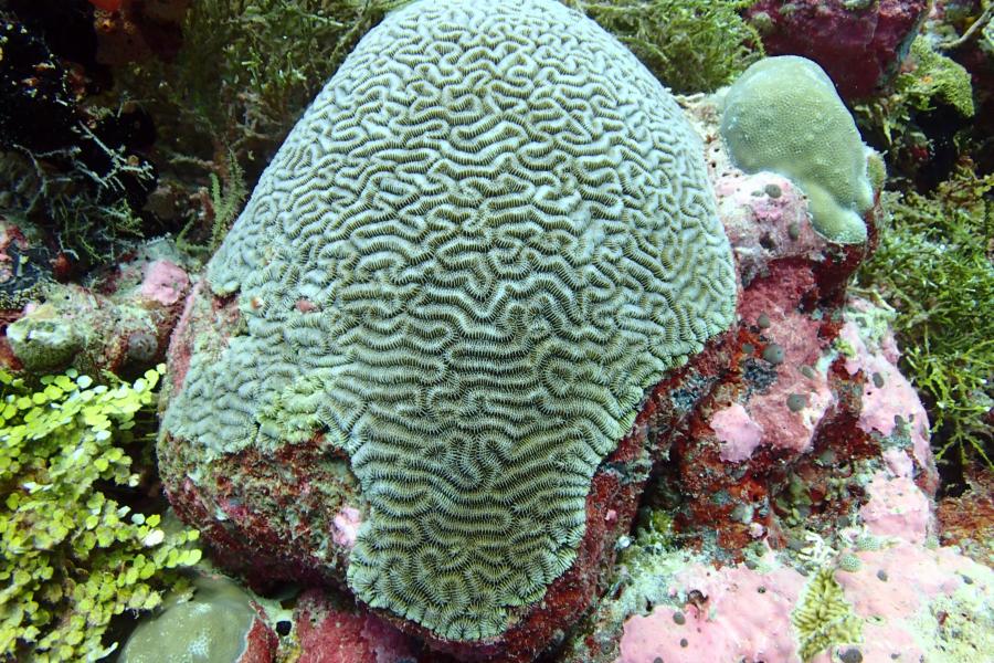 Ctenella chagius – an endemic coral to the Chagos Archipelago which is very vulnerable coral to heat stress caused by climate change. 