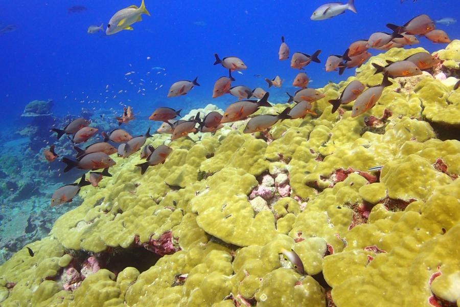 Reef structural complexity provides habitat for other species such as fish and invertebrates on healthy reefs